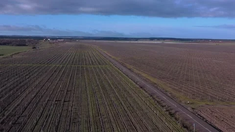 Aerial view of winter vineyard rows with rural road crossing farmland Stock Footage 331346794
