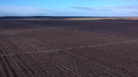 Aerial view of winter vineyard rows with bare vines – viticulture landscape Stock Footage 331346795