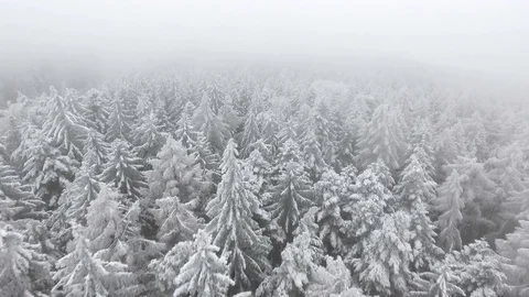Aerial view of a winter woods. Stock Footage 71270320