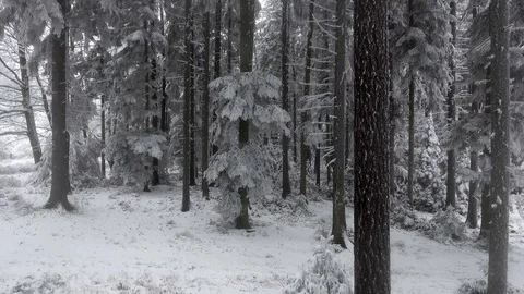 Aerial view of a winter woods. Stock Footage 71270372