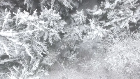Aerial view of a winter woods. Stock Footage 71270410