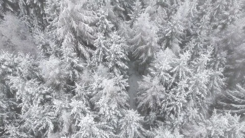 Aerial view of a winter woods. Stock Footage 71270655