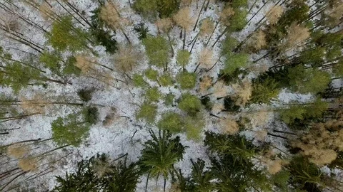 Aerial view of a winter woods. Stock Footage 101520447