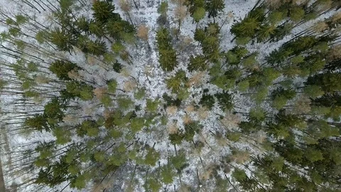 Aerial view of a winter woods. Stock Footage 101520517