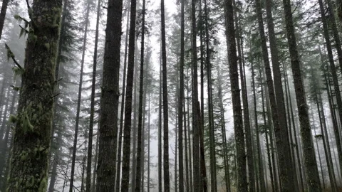 Aerial View Within a Thick Forest in the Pacific Northwest Stock Footage 259649427
