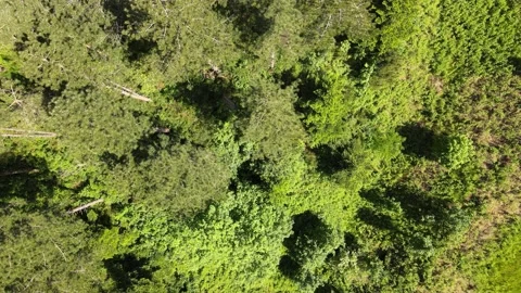 Aerial view of woods Video stock 138608159
