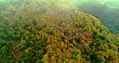Aerial view of the woods of larch, beech and pine trees color the landscape Stock Footage 233434071