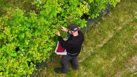 Aerial view of worker picking raspberries in Valldal, Norway. Stock Footage 341586715
