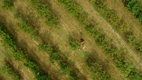 Aerial view of workers harvesting fruit in an orchard Stock Footage 336402186