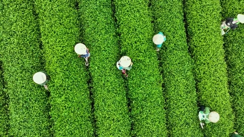 Aerial view of workers harvesting tea leaves at a lush plantation in Moc Chau, S Stock Footage 342824008