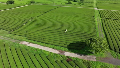 Aerial view of workers harvesting tea leaves, South Korea Stock Footage 346600528