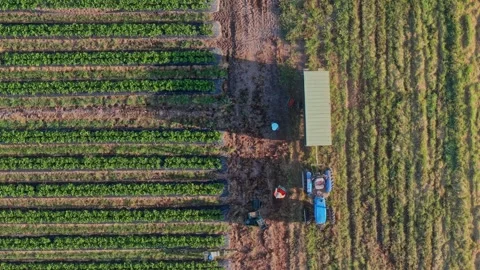 Aerial View of Workers Loading Strawberry Crates at Farm Truck Video stock 325833313