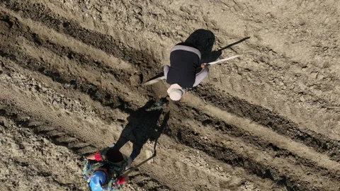 Aerial view of workers manual planting olive saplings in a field Vídeo Stock 333494596