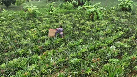 Aerial view of workers in a pineapple plantation, Bangladesh. Stock Footage 336407745