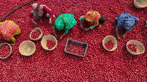 Aerial view of workers sorting onions, Bangladesh. Stock Footage 315157285
