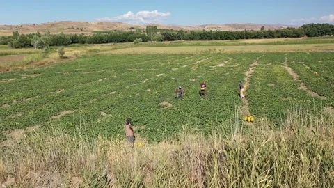 Aerial view of workers working for melon harvest in farmland 3 Stock Footage 293946805