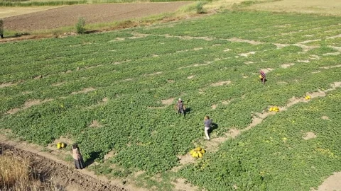 Aerial view of workers working in melon field Stock Footage 293946866