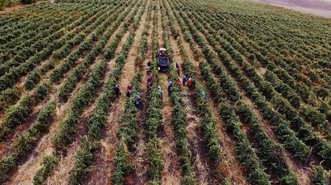 Aerial view working people in the middle of vineyard collecting the grapes. Stock Footage 89834162