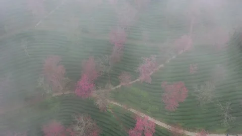 Aerial view of Wuliang Mountain Cherry Blossom Valley with tea plantations. Vídeos de archivo 345042839