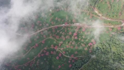 Aerial view of Wuliang Mountain Cherry Blossom Valley in Dali, Yunnan, China. Vídeos de archivo 345042998