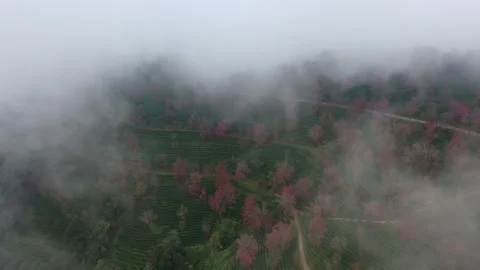 Aerial view of Wuliang Mountain Cherry Blossom Valley in Dali, Yunnan. Video stock 345043720