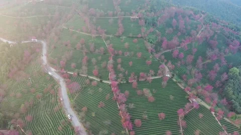 Aerial view of Wuliang Mountain Cherry Blossom Valley in Dali, Yunnan, China Vídeos de archivo 345044451