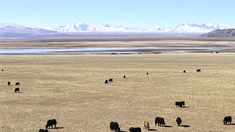 Aerial View of Yak Herd Grazing on Plateau Pasture and Himalayan Mountains 스톡 동영상 340501037