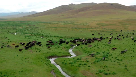 Aerial view of Yaks grazing Stock Footage 304312908