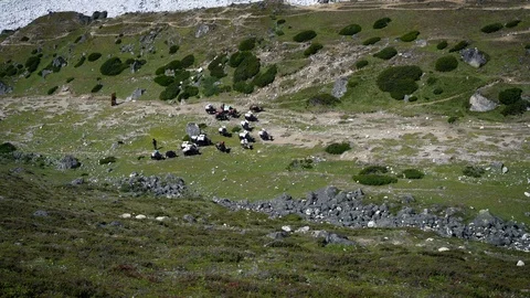 Aerial View Of Yaks Walking on Grass, Everest Base Camp Trek Stock Footage 85678690