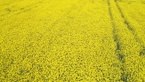 Aerial view of yellow fields 4K Spain Stock Footage 126351777