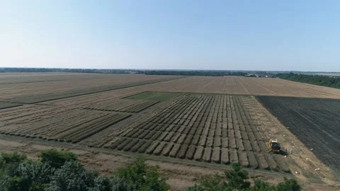 Aerial view of yellow fields of ripe wheat. harvester. agriculture and agronomy Stock Footage 157497949
