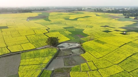 Aerial view of yellow mustard fields, Bangladesh. Stock Footage 315527183