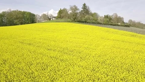 Aerial view of yellow rapeseed fields Stock-Footage 90124975