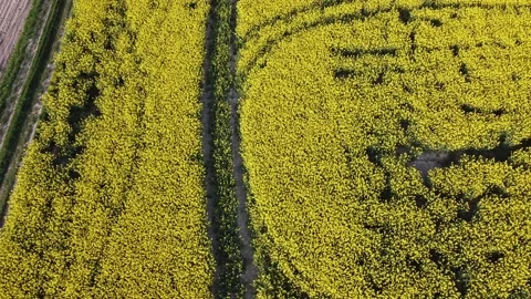 Aerial view on yellow rapeseed fields and black cultivated soil Stock Footage 130666535