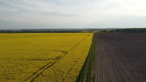 Aerial view on yellow rapeseed fields and black cultivated soil Stock Footage 130666574