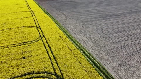 Aerial view on yellow rapeseed fields and black cultivated soil Stock Footage 130666642