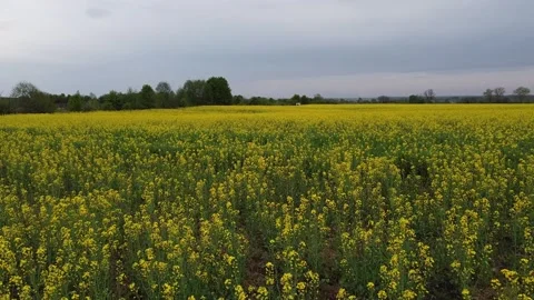 Aerial view on yellow rapeseed fields and black cultivated soil Stock Footage 130666671