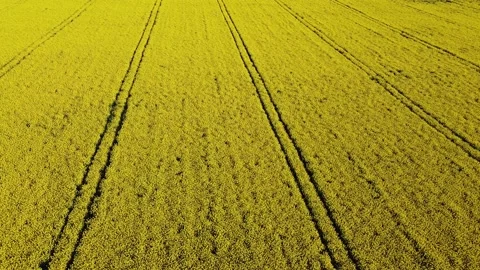 Aerial view on yellow rapeseed fields and black cultivated soil Stock Footage 130666705