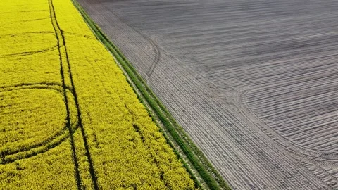 Aerial view on yellow rapeseed fields and black cultivated soil Stock Footage 130666740