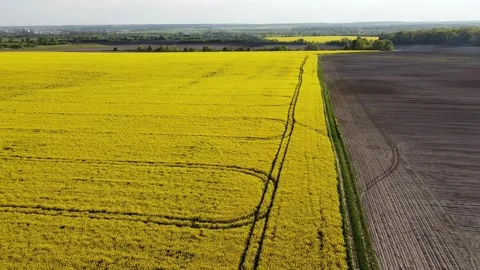 Aerial view on yellow rapeseed fields and black cultivated soil Stock Footage 130666809