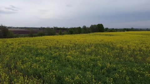 Aerial view on yellow rapeseed fields and black cultivated soil Stock Footage 130666847