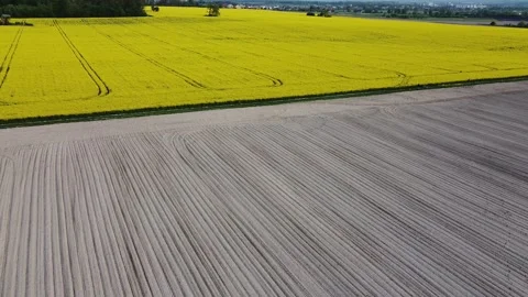 Aerial view on yellow rapeseed fields and black cultivated soil Stock Footage 130666878