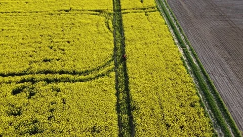 Aerial view on yellow rapeseed fields and black cultivated soil Stock Footage 130666938