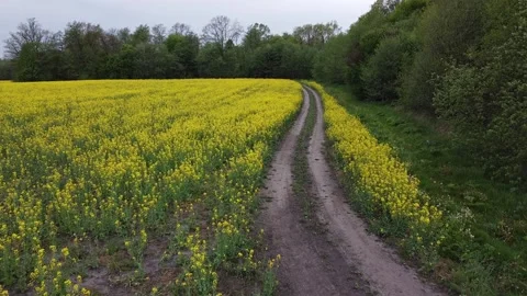Aerial view on yellow rapeseed fields and black cultivated soil Stock Footage 130666991