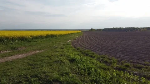 Aerial view on yellow rapeseed fields and black cultivated soil Stock Footage 130667040