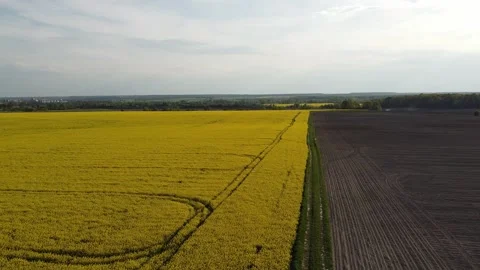 Aerial view on yellow rapeseed fields and black cultivated soil Stock Footage 130667066