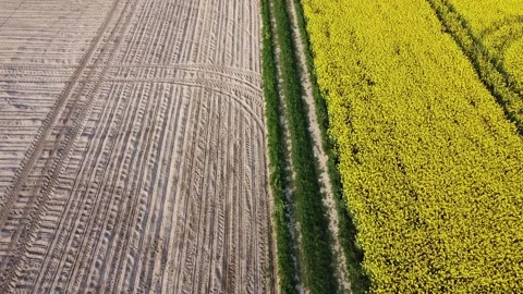 Aerial view on yellow rapeseed fields and black cultivated soil Stock Footage 130667135