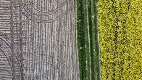 Aerial view on yellow rapeseed fields and black cultivated soil Stock Footage 130667196