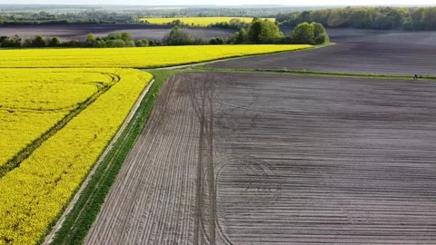 Aerial view on yellow rapeseed fields Stock Footage 130940232