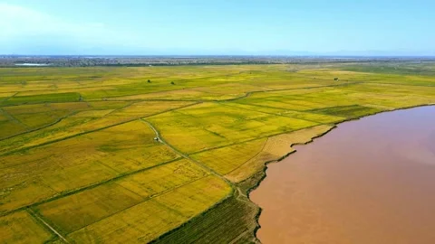 Aerial view of the Yellow River Plain, aerial view of rice fields in autumn Stock Footage 295863572